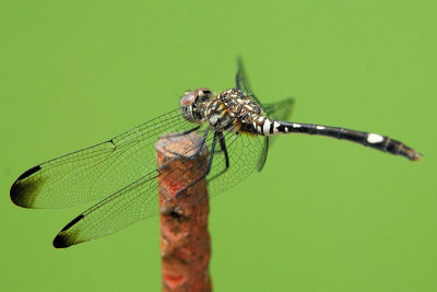 Swift Setwing - Dythemis velox