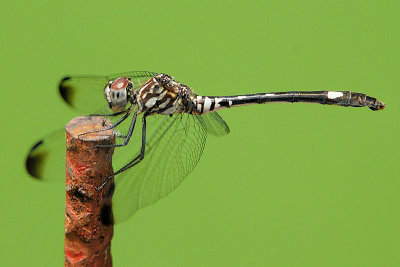 Swift Setwing - Dythemis velox