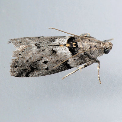 5774 Salebriaria annulosella