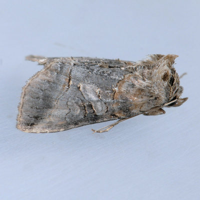 8881 Spectacled Nettle Moth - Abrostola urentis