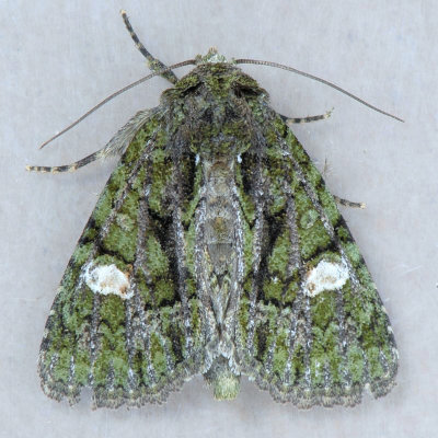 9619 Spotted Phosphila - Phosphila miselioides