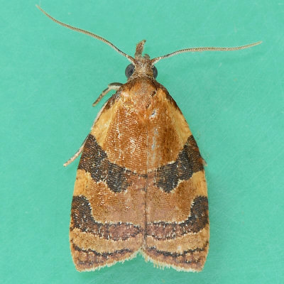 3716 Sparganothis diluticostana - Spring Dead-leaf Roller Moth