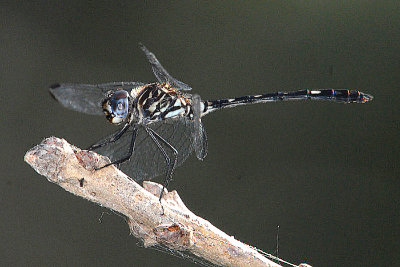 Swift Setwing - Dythemis velox