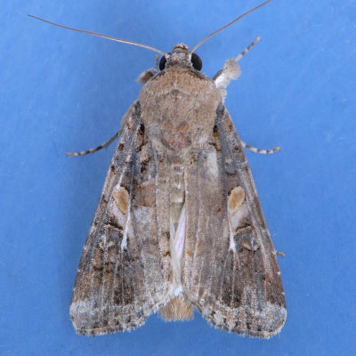 9666 Fall Armyworm male - Spodoptera frugiperda