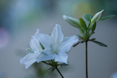 white azalea 8