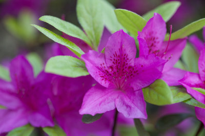 purple azalea 5