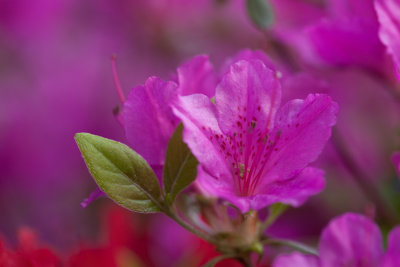 pink azalea 6
