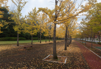 Yellow leaves panorama