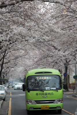 Cherry blossoms and village bus