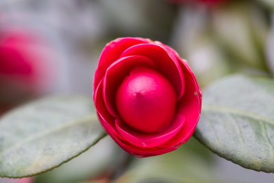 Ulsan, South Korea red bloom 1