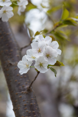 Ulsan, South Korea cherry blossoms 1