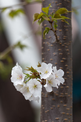 Ulsan, South Korea cherry blossoms 2