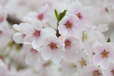 Ulsan, South Korea cherry blossoms 5
