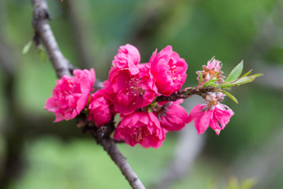 Ulsan, South Korea pink flower 1