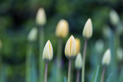 Ulsan, South Korea tulips