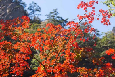 설악산 13 단풍