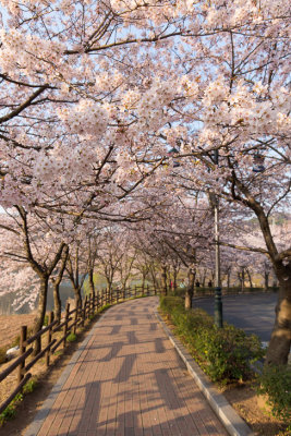 Ulsan, South Korea cherry blossoms 7
