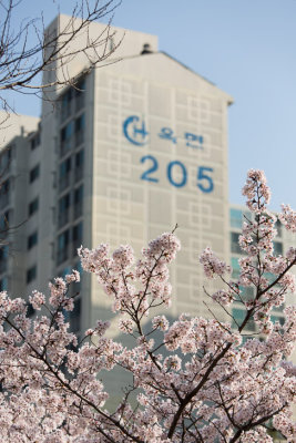 Ulsan, South Korea cherry blossoms 8