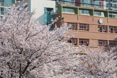 Ulsan, South Korea cherry blossoms 9