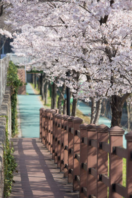 Ulsan, South Korea cherry blossoms 10