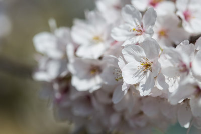 Ulsan, South Korea cherry blossoms 11