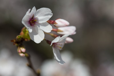 Ulsan, South Korea cherry blossoms 12