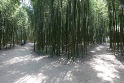 Bamboo Forest 3