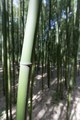 Bamboo Forest 4