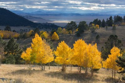 Park County fall trees 3