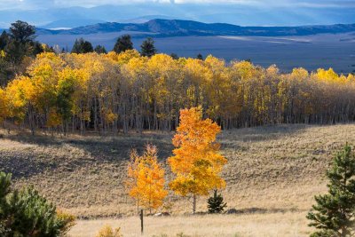 Park County fall trees 2