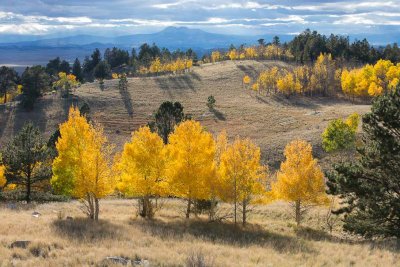 Park County fall trees 1