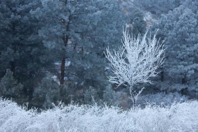 Valley frost 8