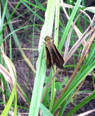 Dion Skipper