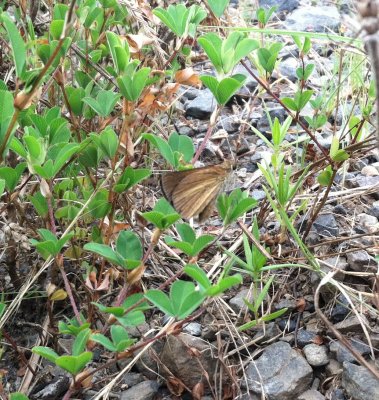 Dukes's Skipper