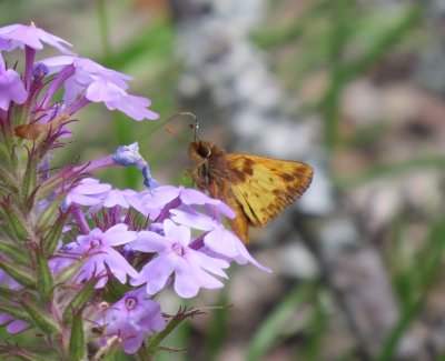 Zabulon Skipper male