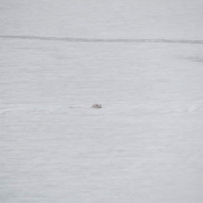 Harbor Seal