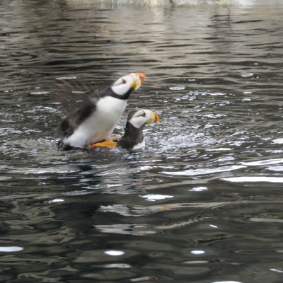 Horned Puffins mating