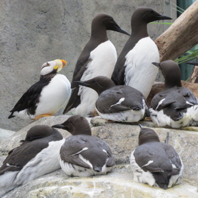 Horned Puffin with Common Murre