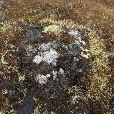Tundra flora