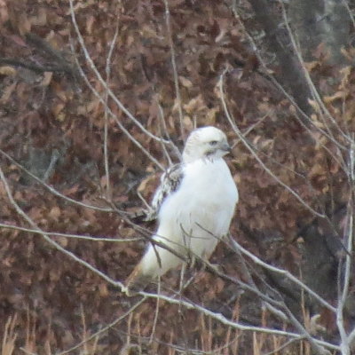 Birds In The Bush