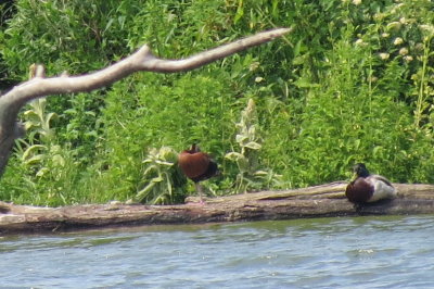 Black-bellied Whistling-Duck