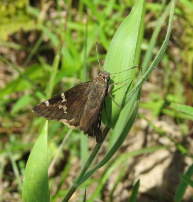 Spreadwing Skippers