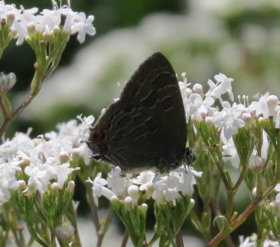 Hairstreaks & Blues