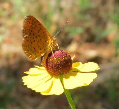 Northern Metalmark