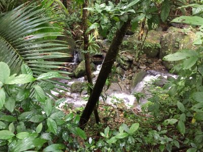 El Yunque National Forest