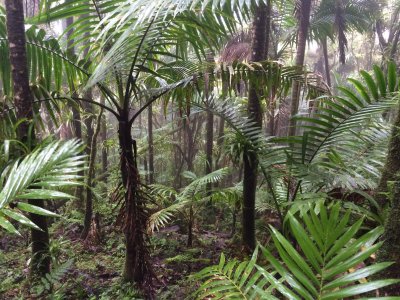 El Yunque National Forest