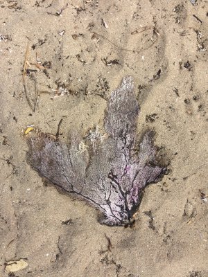 Sea Fan washed up at Guanica State Forest