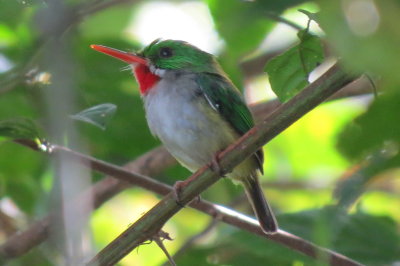 Puerto Rican Tody, our favorite species of the trip