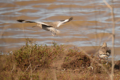 Willet_5749.jpg