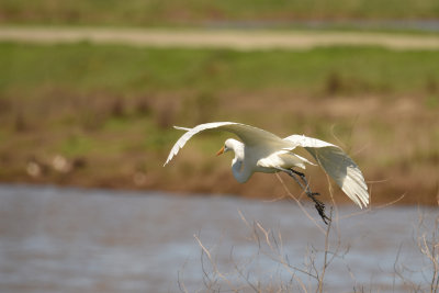 Egret buttshot_5738.jpg